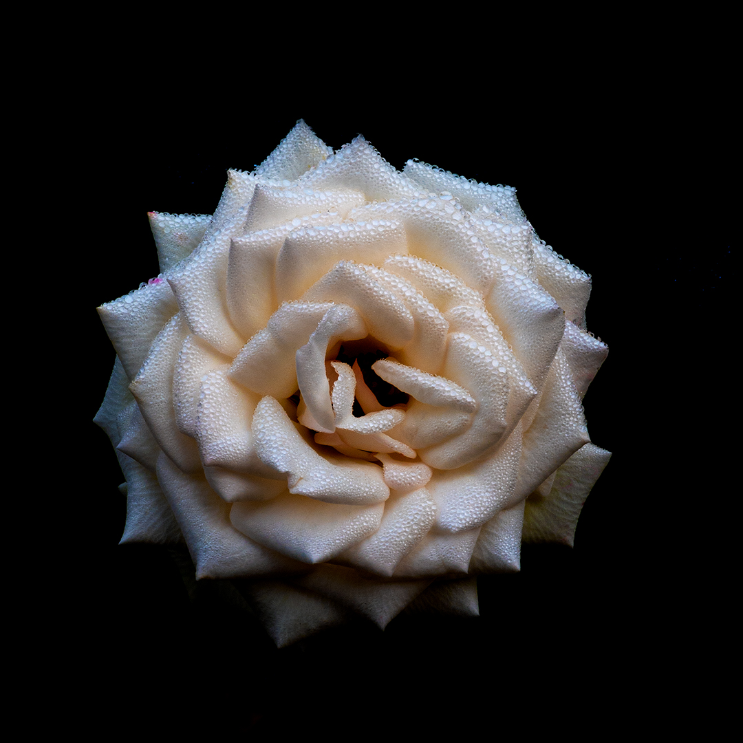 Photographers Roses An Experiment in Looking Carefully – Whole Reality Photography